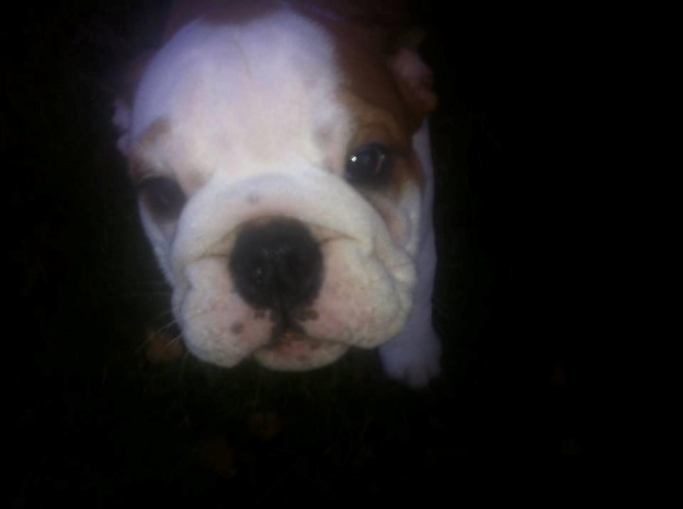Engelsk bulldog Nahla billede 7