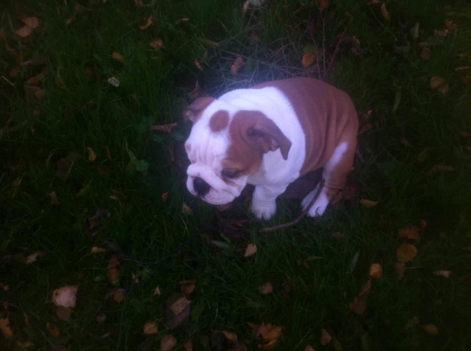 Engelsk bulldog Nahla billede 8