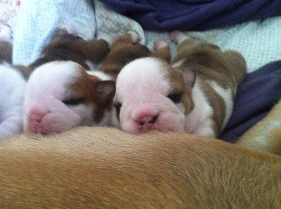 Engelsk bulldog Nahla billede 9