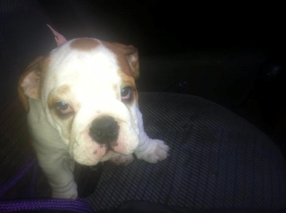 Engelsk bulldog Nahla - nahla 9 uger billede 10