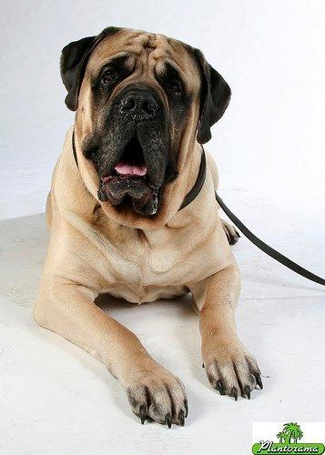 Mastiff Manfred *R.I.P* - Til Danmarks Sødeste Hund billede 1
