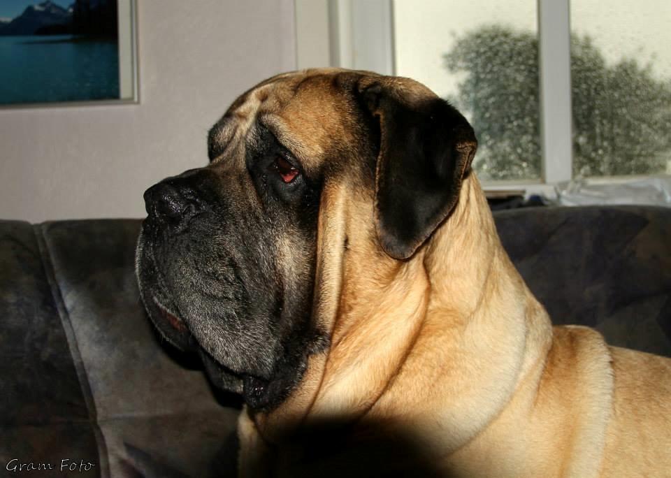 Mastiff Manfred *R.I.P* - Fotograf - Anni Gram. billede 2