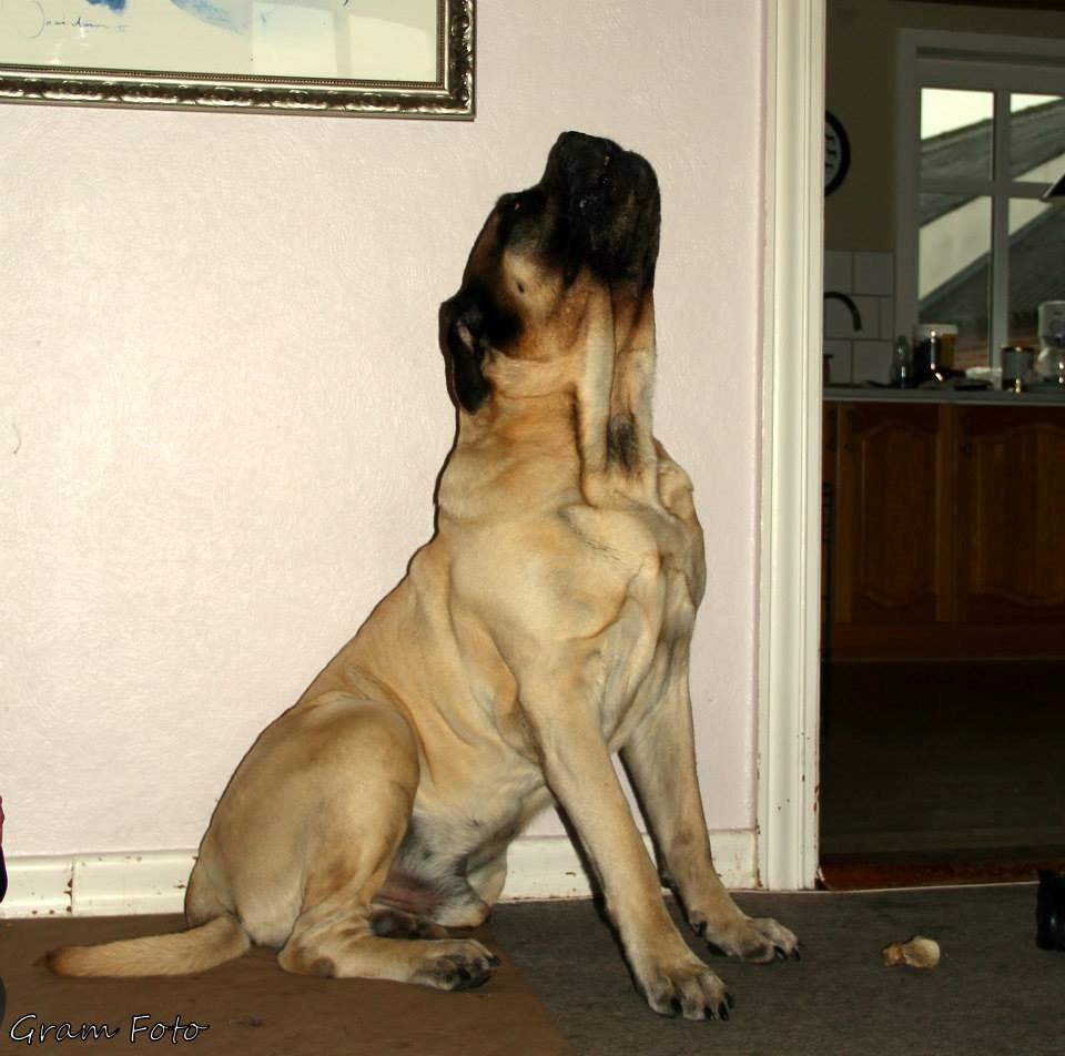 Mastiff Manfred *R.I.P* - Fotograf - Anni Gram. billede 3