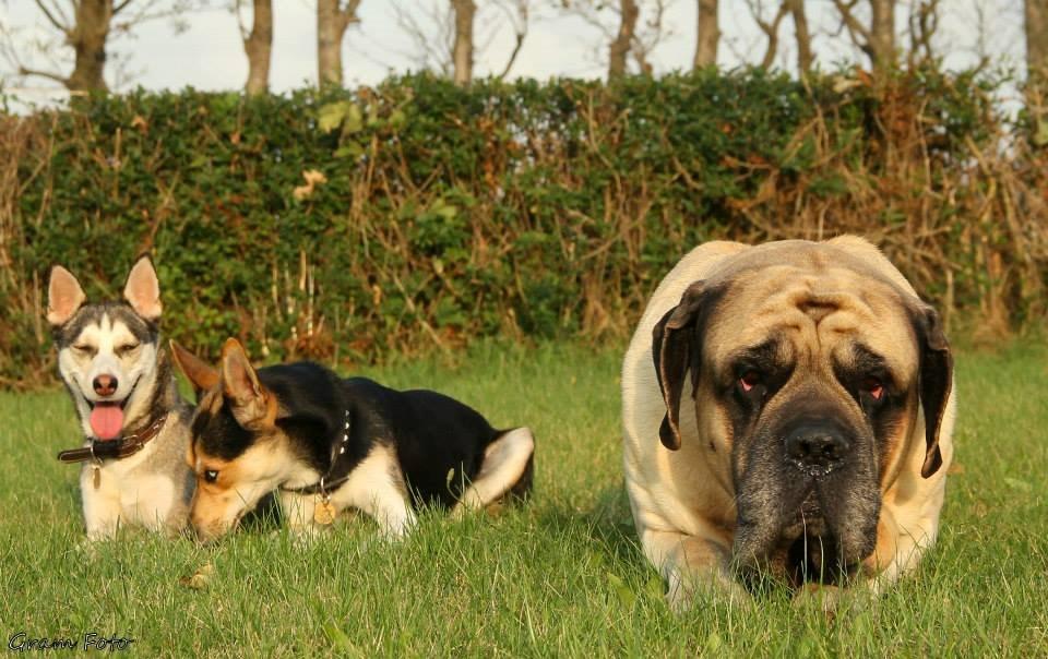 Mastiff Manfred *R.I.P* - Fotograf - Anni Gram. billede 4