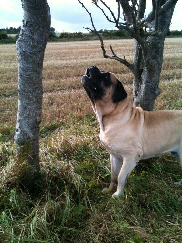 Mastiff Manfred *R.I.P* billede 5