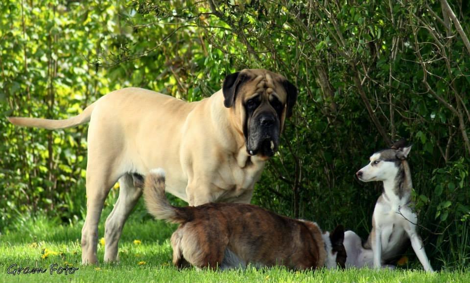 Mastiff Manfred *R.I.P* - Fotograf - Anni Gram. billede 6