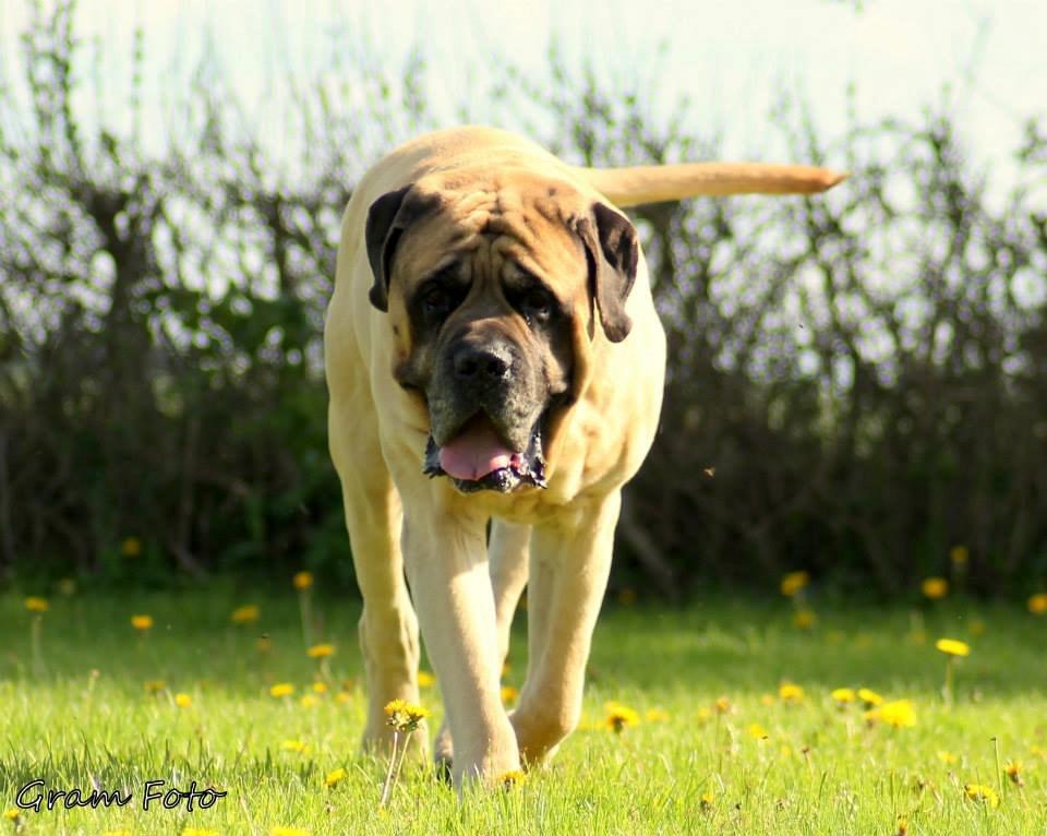 Mastiff Manfred *R.I.P* - Fotograf - Anni Gram. billede 7