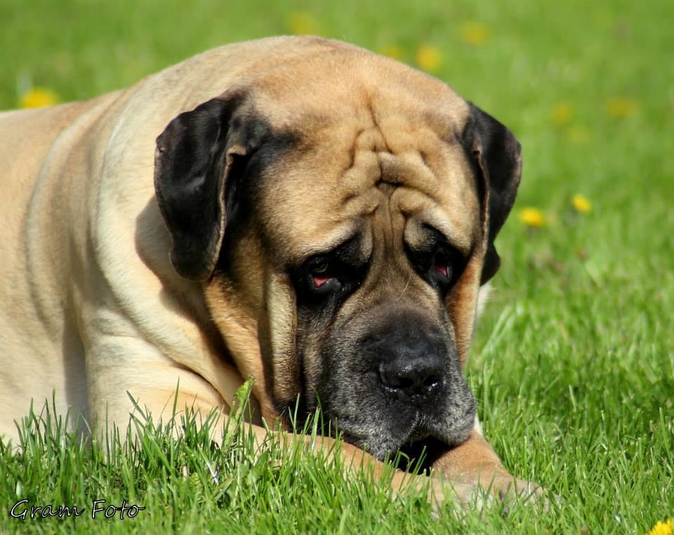 Mastiff Manfred *R.I.P* - Fotograf - Anni Gram. billede 9