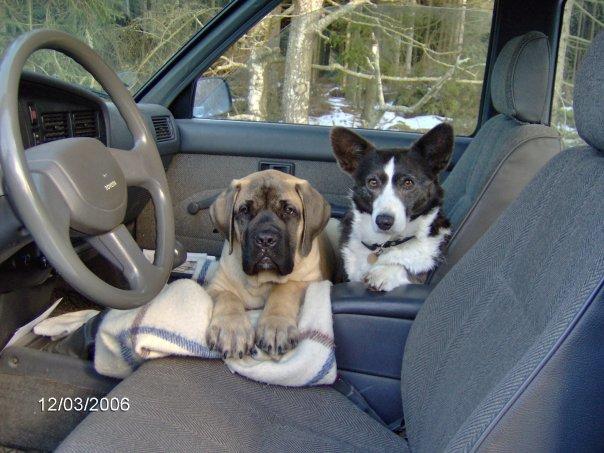 Mastiff Manfred *R.I.P* - Til sidst - kære baby manfred <3 billede 10