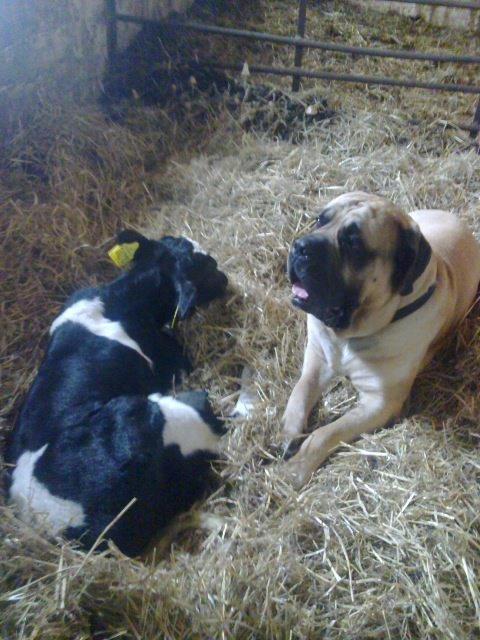 Mastiff Manfred *R.I.P* - som de hygger :) billede 8