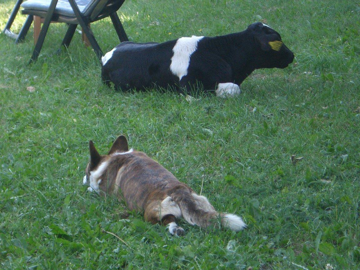 Welsh corgi cardigan Wiktor :) billede 5