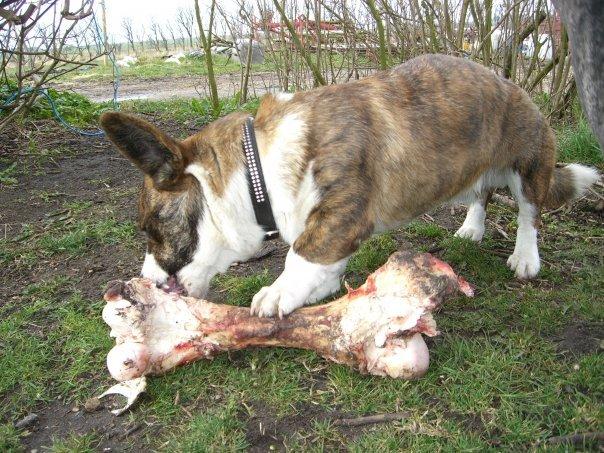 Welsh corgi cardigan Wiktor :) billede 3