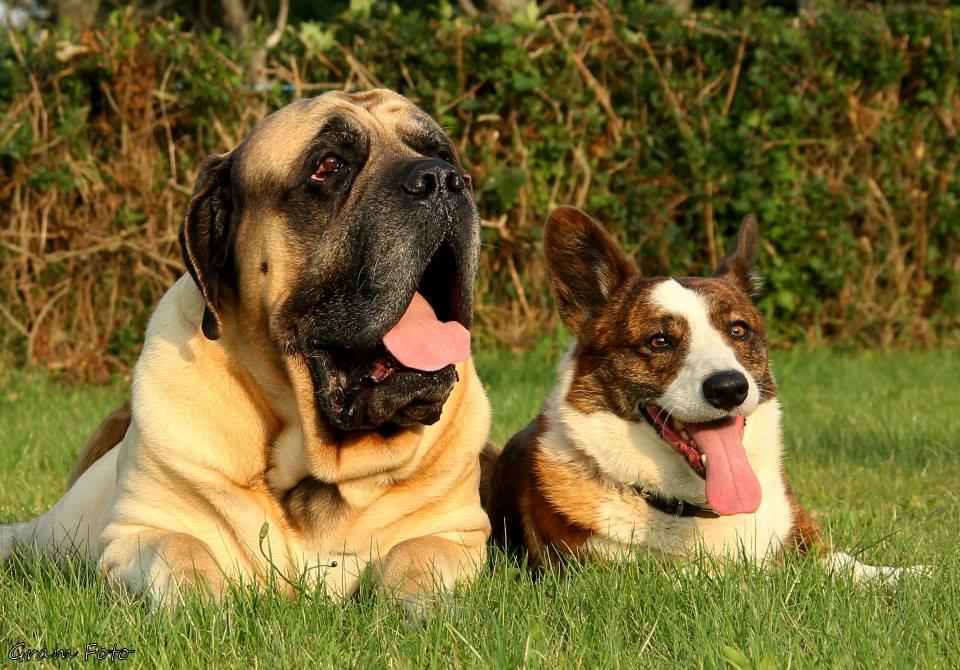 Welsh corgi cardigan Wiktor :) - Fotograf - Anni Gram. billede 2