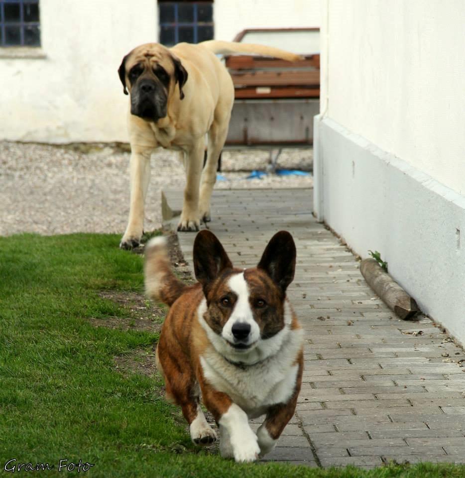Welsh corgi cardigan Wiktor :) - Fotograf - Anni Gram. billede 4