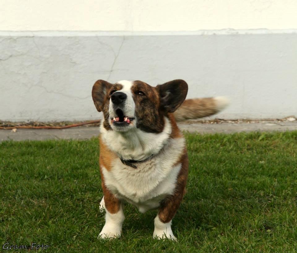 Welsh corgi cardigan Wiktor :) - Fotograf - Anni Gram. billede 6