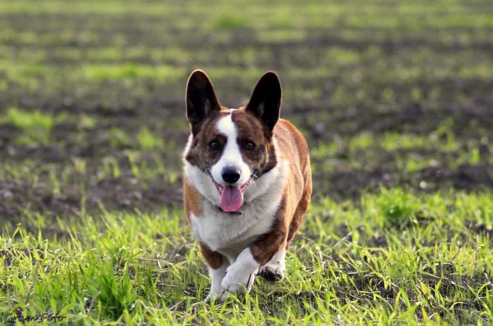 Welsh corgi cardigan Wiktor :) - Fotograf - Anni Gram. billede 7