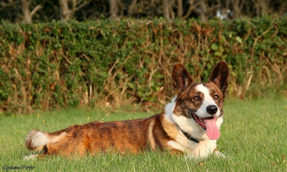 Welsh corgi cardigan Wiktor :) - Fotograf - Anni Gram. billede 1