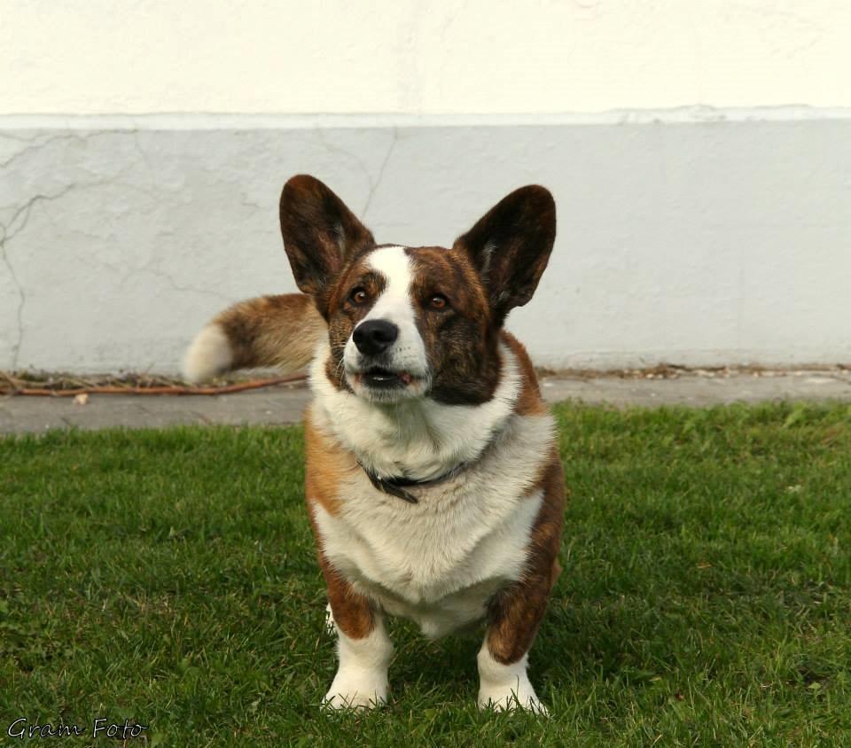 Welsh corgi cardigan Wiktor :) - Fotograf - Anni Gram. billede 8