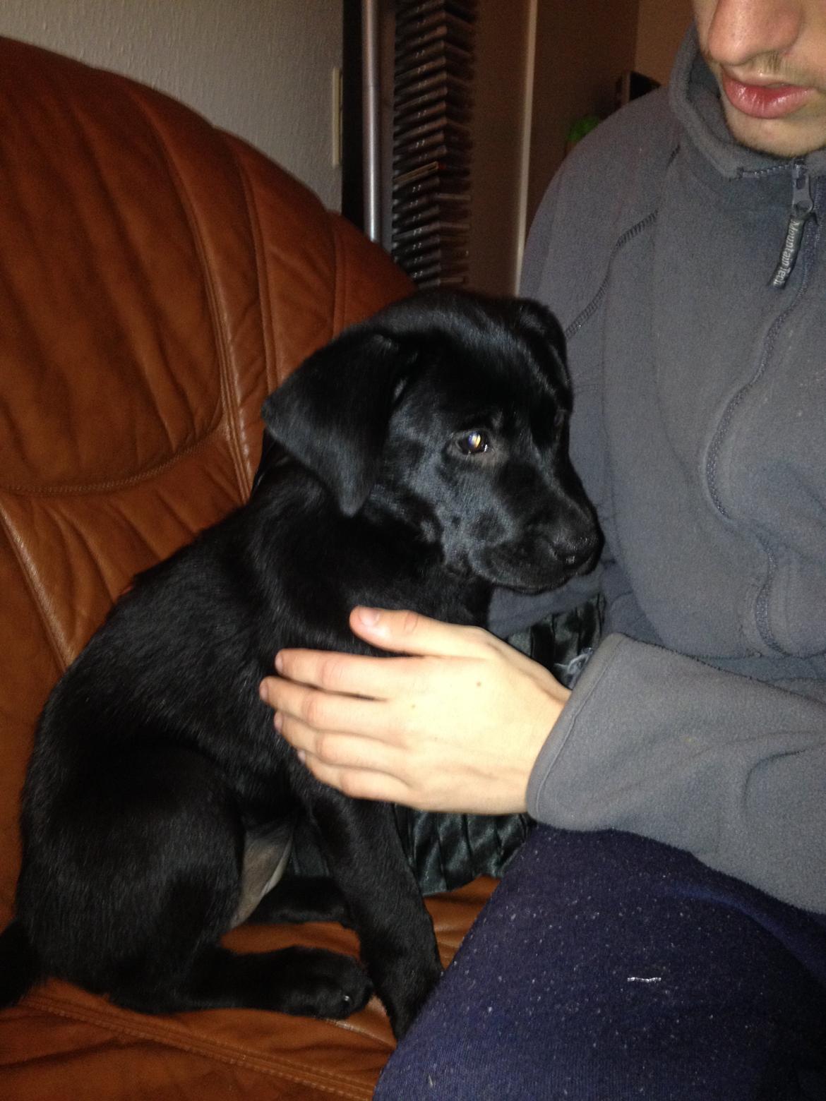 Blanding af racer Bella ( sov sødt lille bella :'( ) <3 billede 16