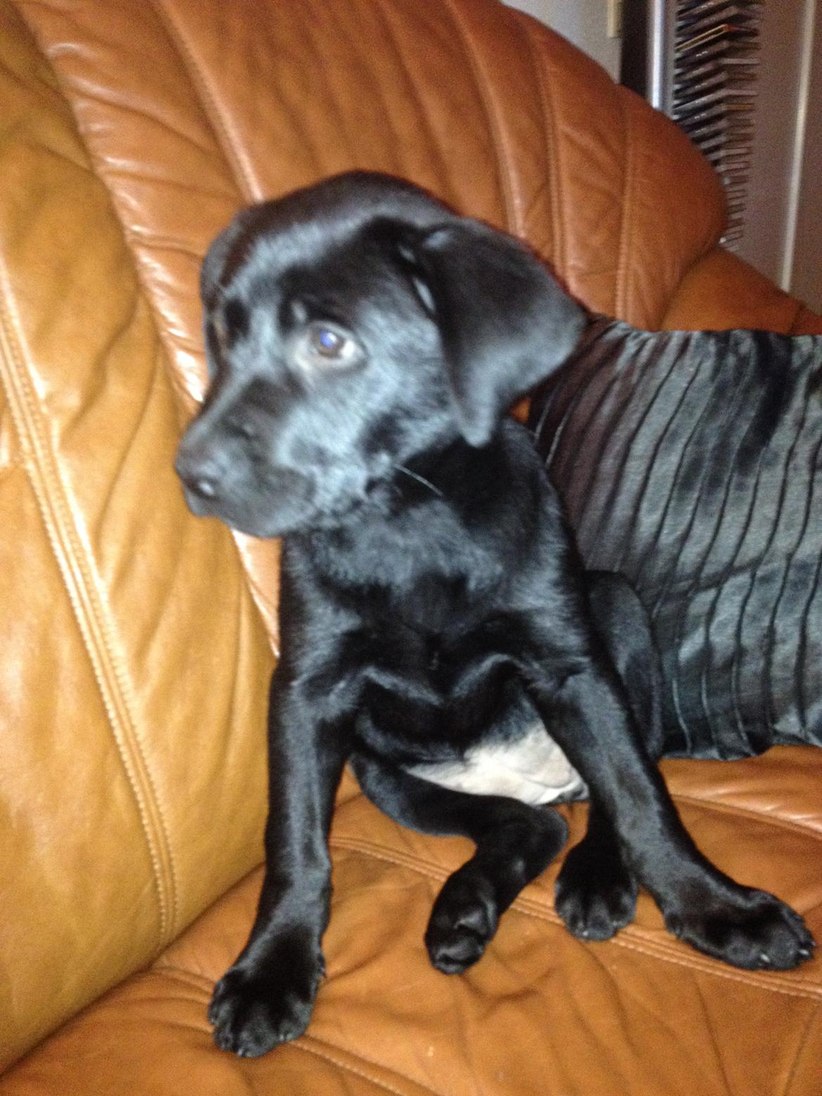 Blanding af racer Bella ( sov sødt lille bella :'( ) <3 billede 17