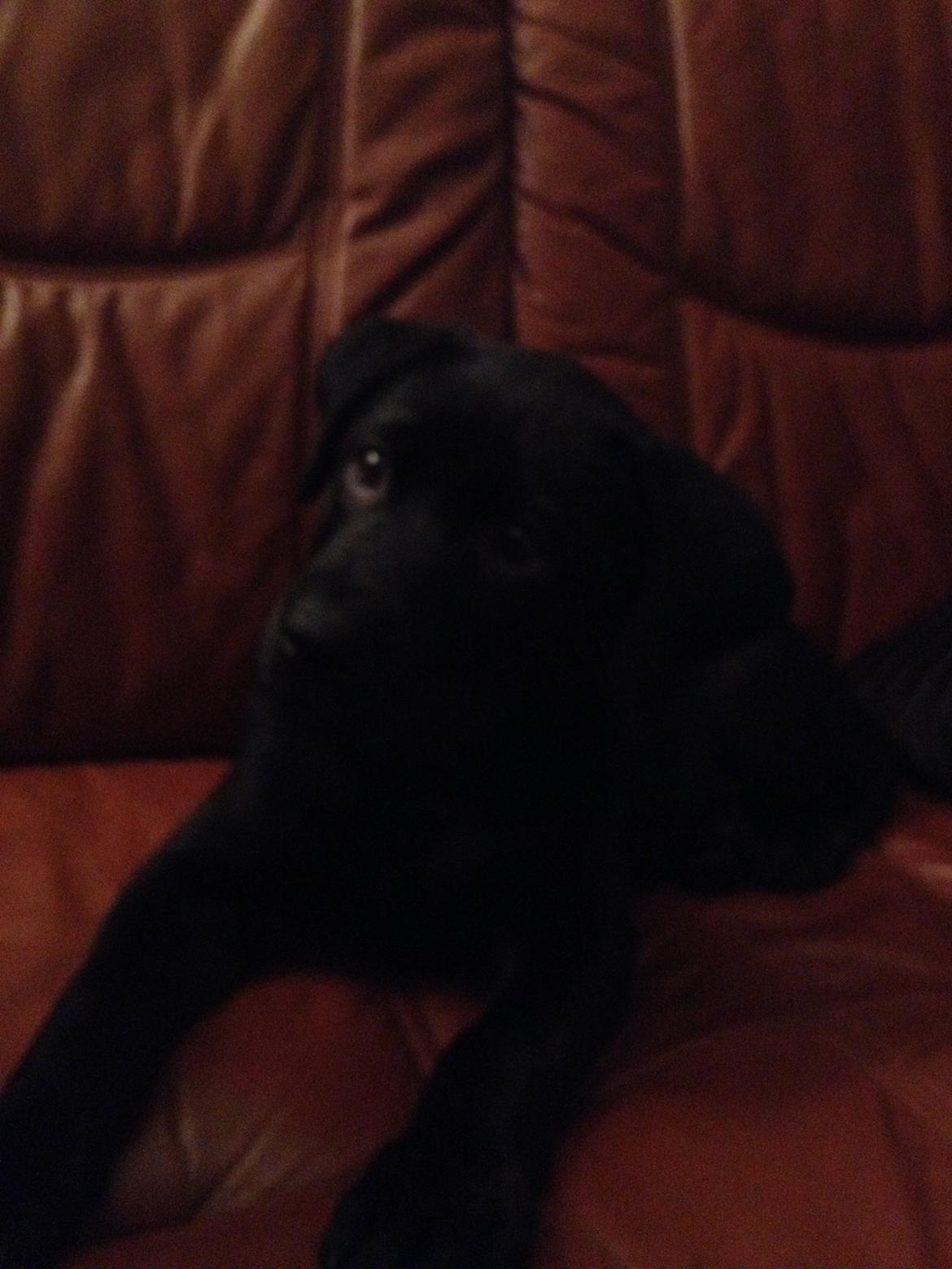 Blanding af racer Bella ( sov sødt lille bella :'( ) <3 billede 18