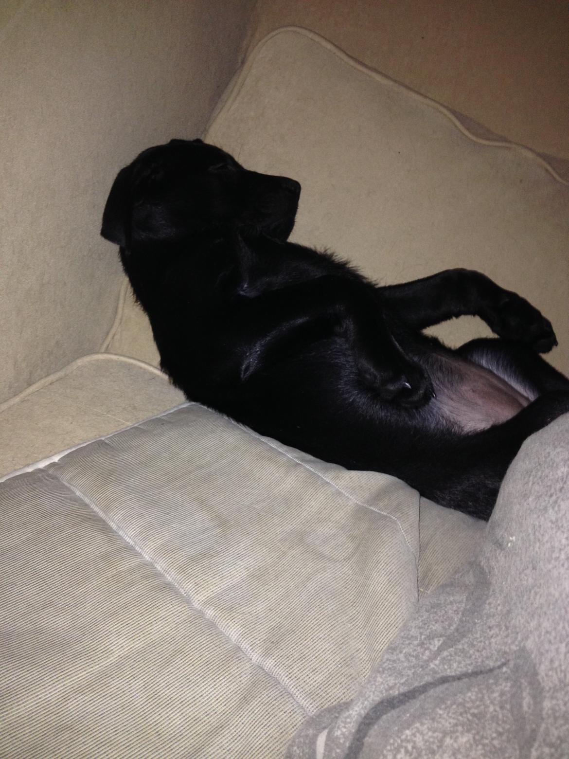 Blanding af racer Bella ( sov sødt lille bella :'( ) <3 billede 19