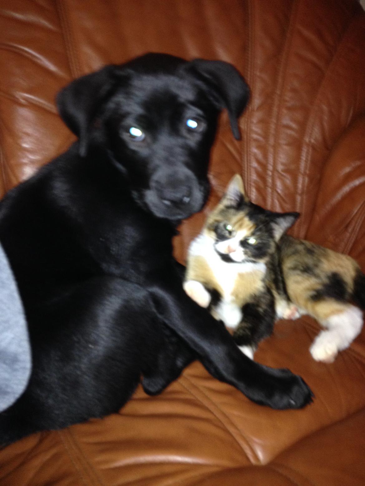 Blanding af racer Bella ( sov sødt lille bella :'( ) <3 billede 20