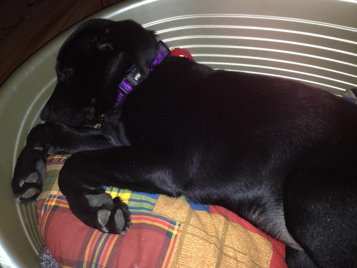 Blanding af racer Bella ( sov sødt lille bella :'( ) <3 billede 21