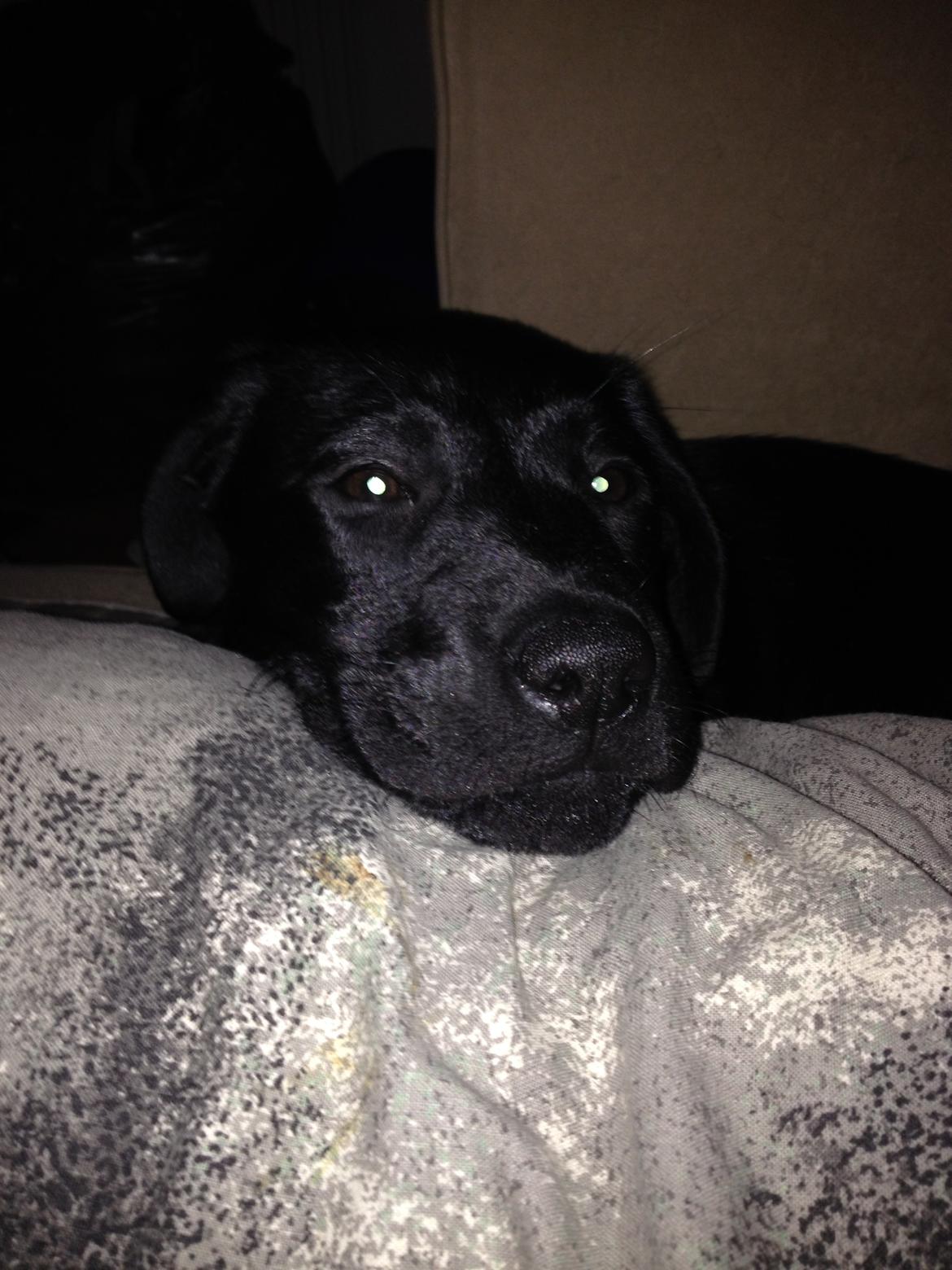 Blanding af racer Bella ( sov sødt lille bella :'( ) <3 billede 22