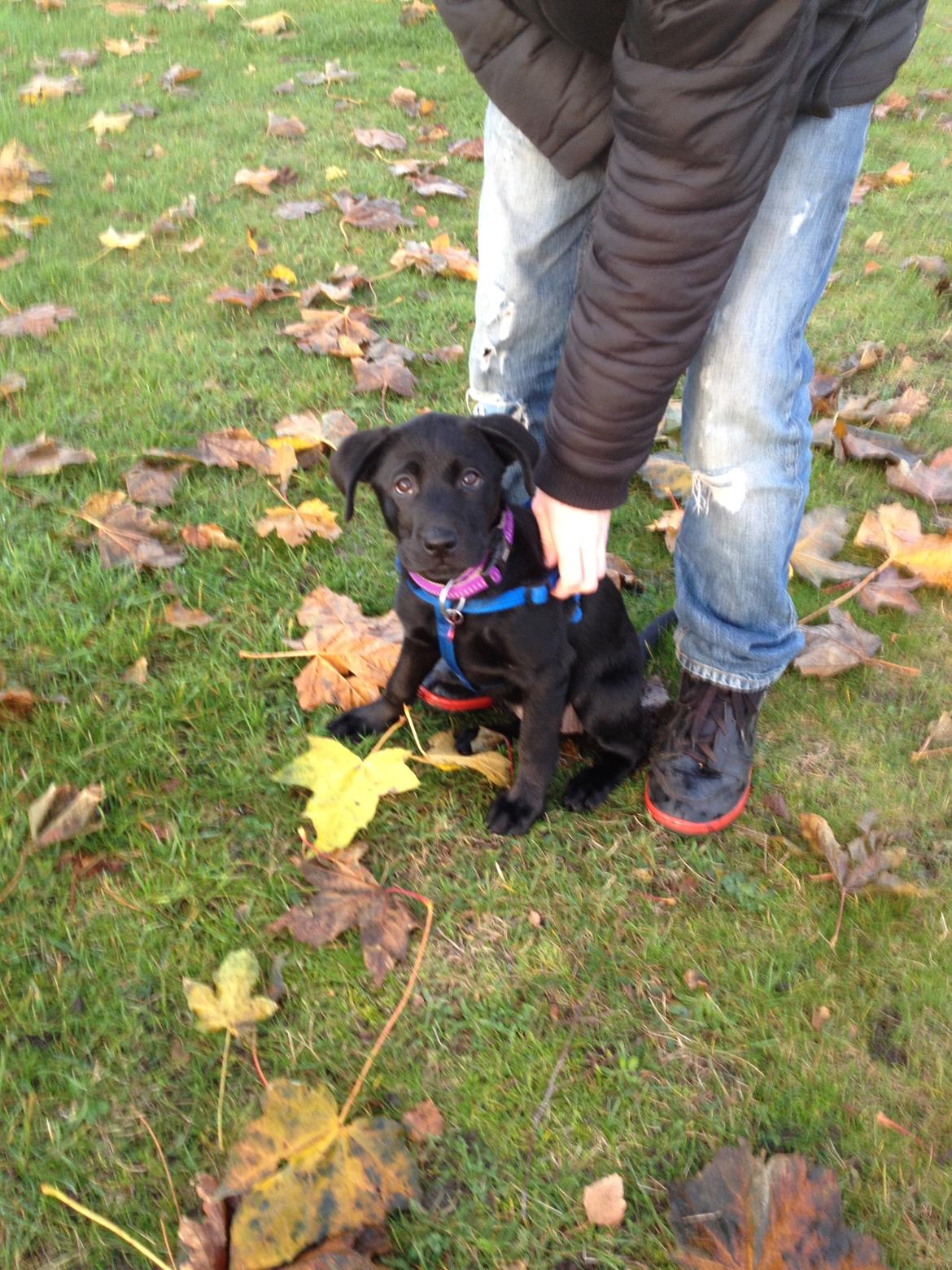 Blanding af racer Bella ( sov sødt lille bella :'( ) <3 billede 6