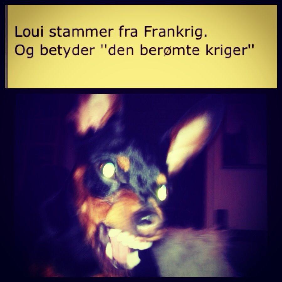 Dvaergpinscher Loui Banudchi billede 19