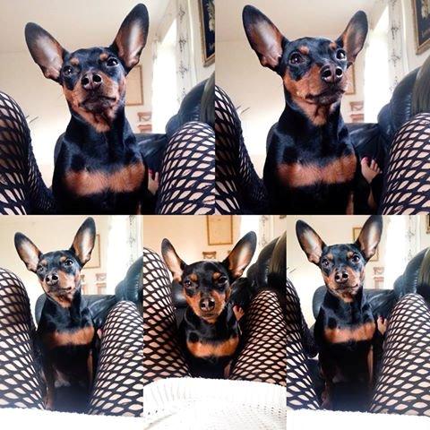Dvaergpinscher Loui Banudchi billede 1