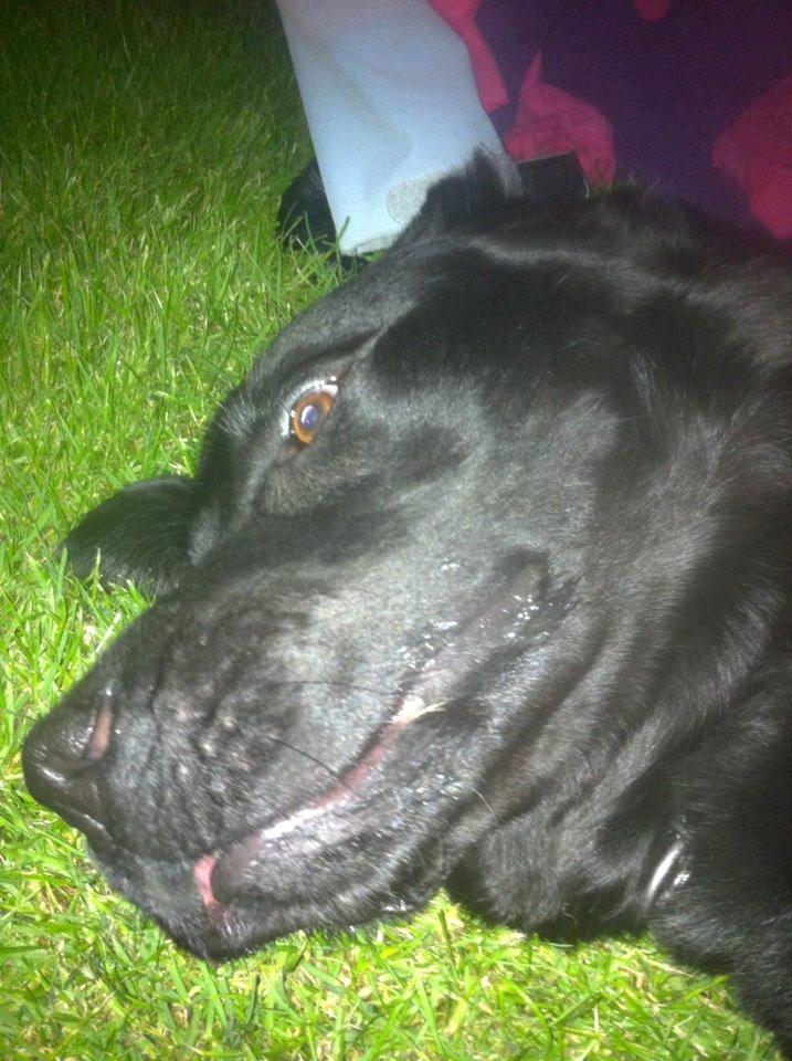 Labrador retriever King billede 1