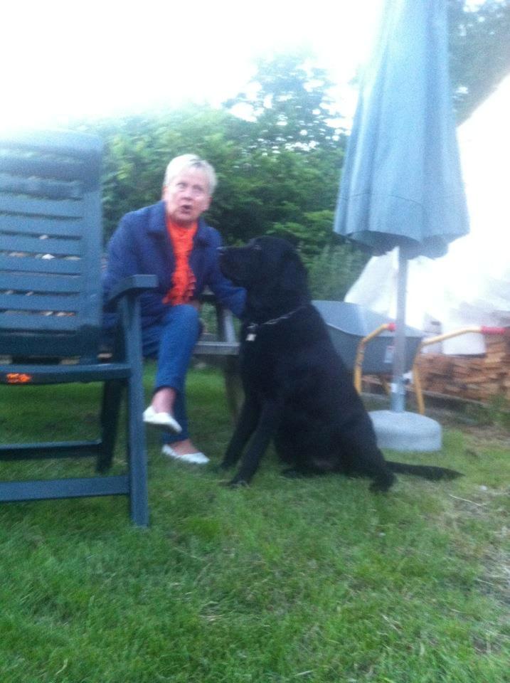 Labrador retriever King billede 2