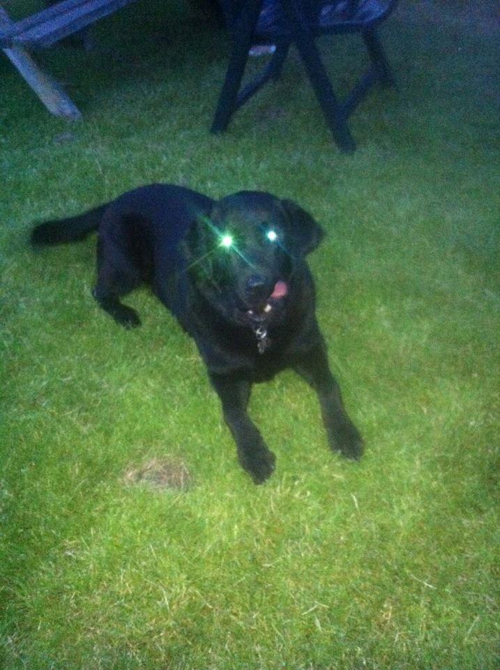 Labrador retriever King billede 3