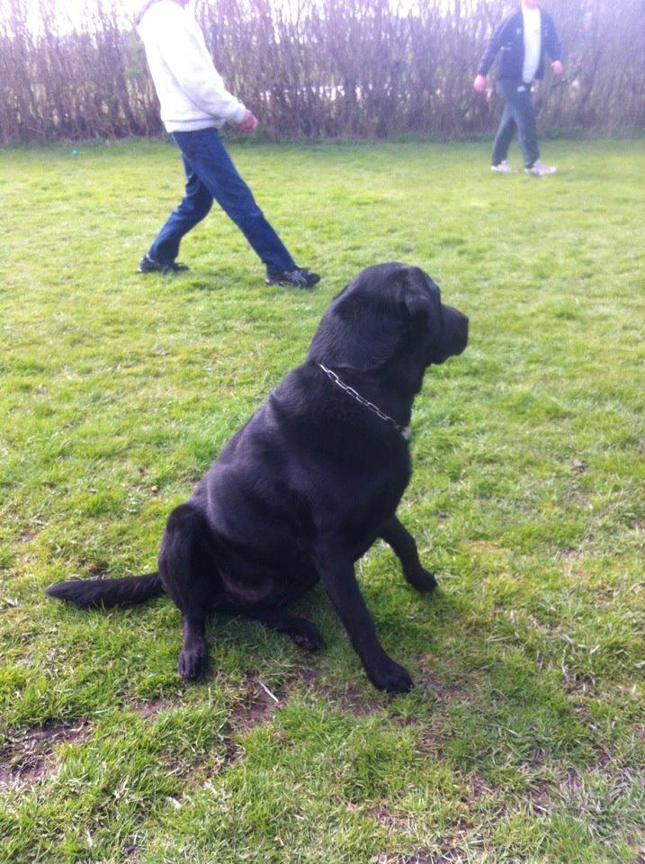 Labrador retriever King billede 4