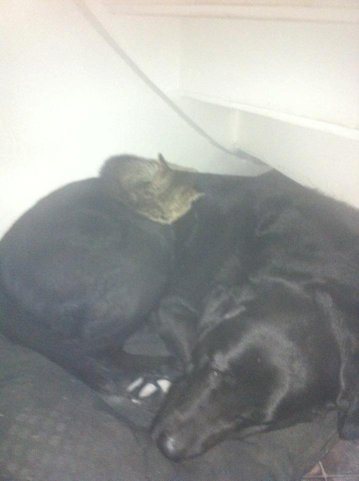 Labrador retriever King billede 5
