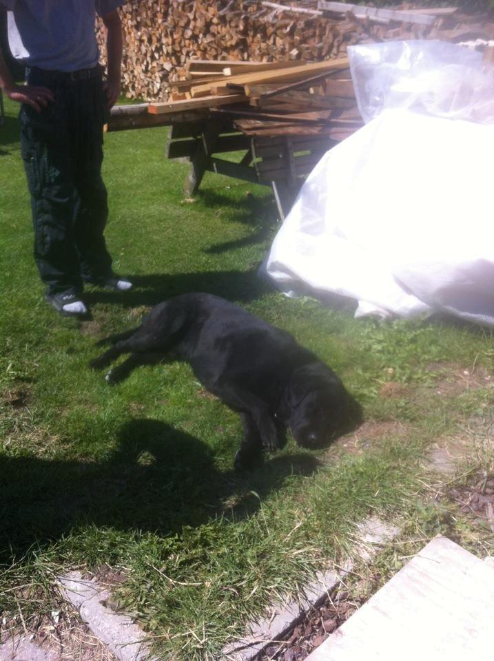 Labrador retriever King billede 6