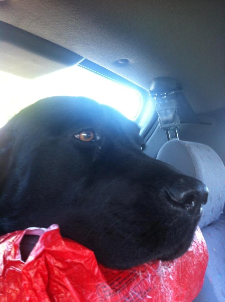 Labrador retriever King billede 7