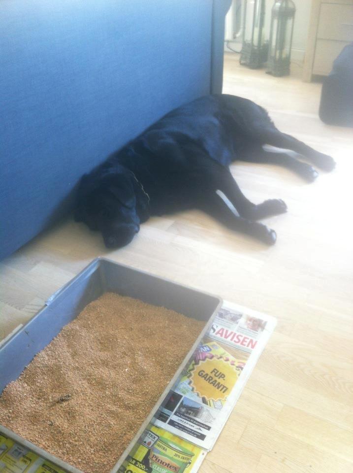 Labrador retriever King billede 8