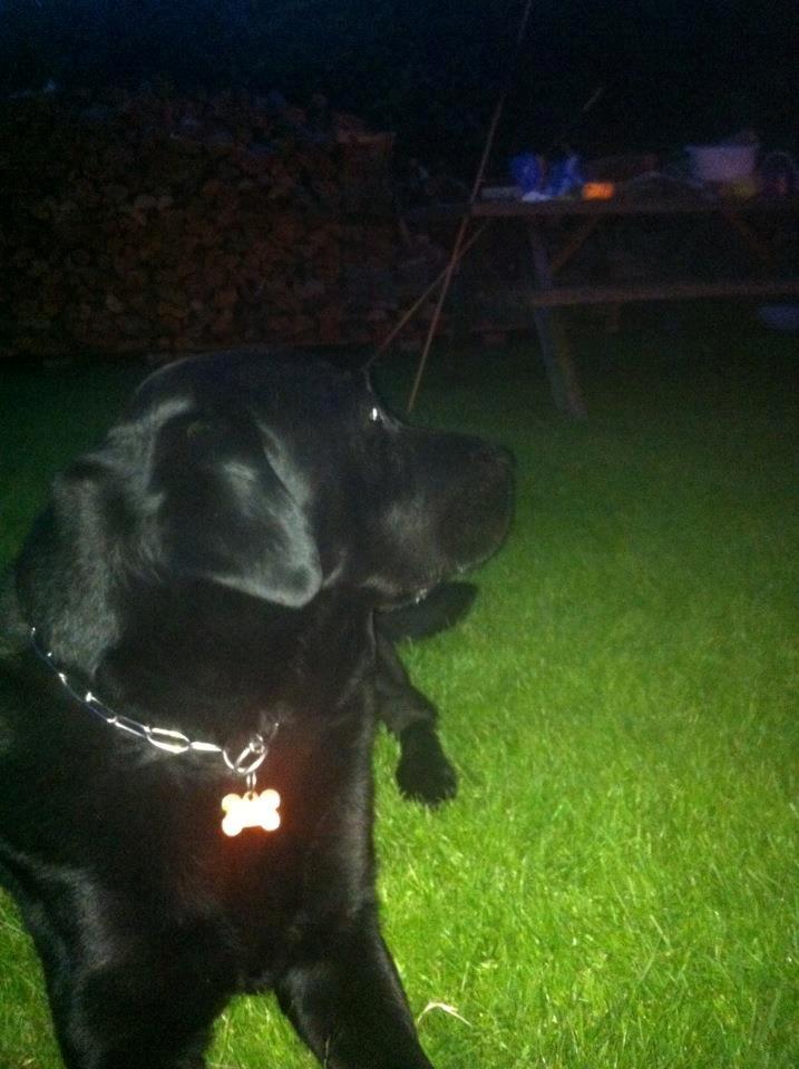 Labrador retriever King billede 9