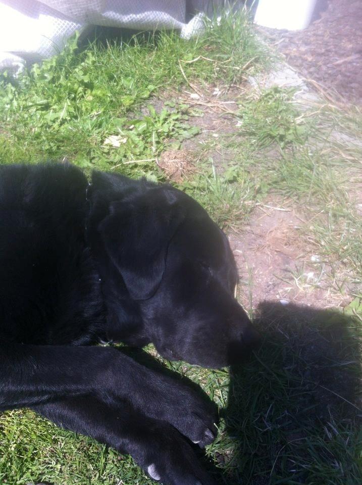 Labrador retriever King billede 10