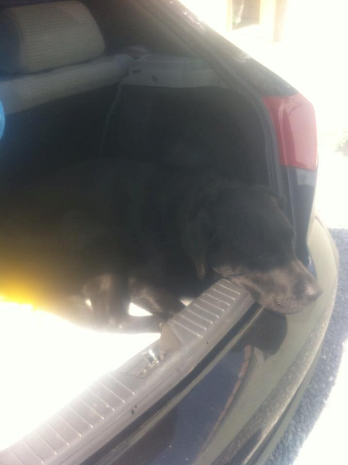 Labrador retriever King billede 11