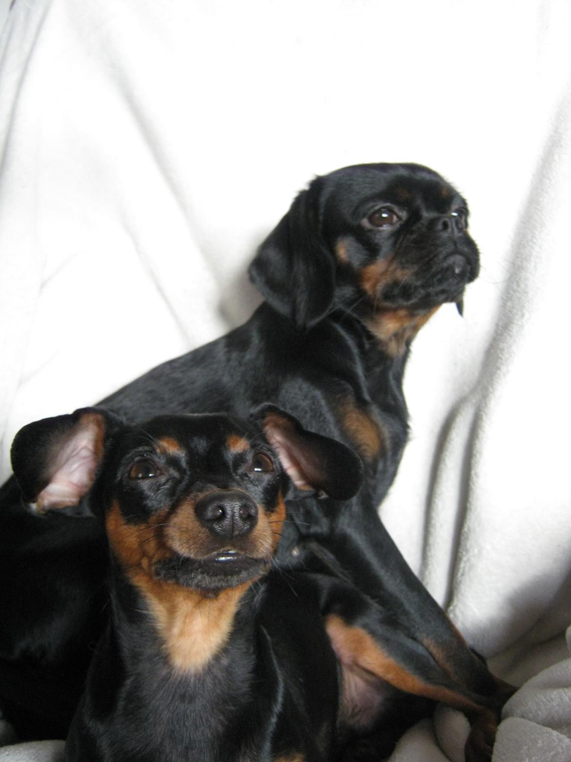 Blanding af racer Bella billede 20