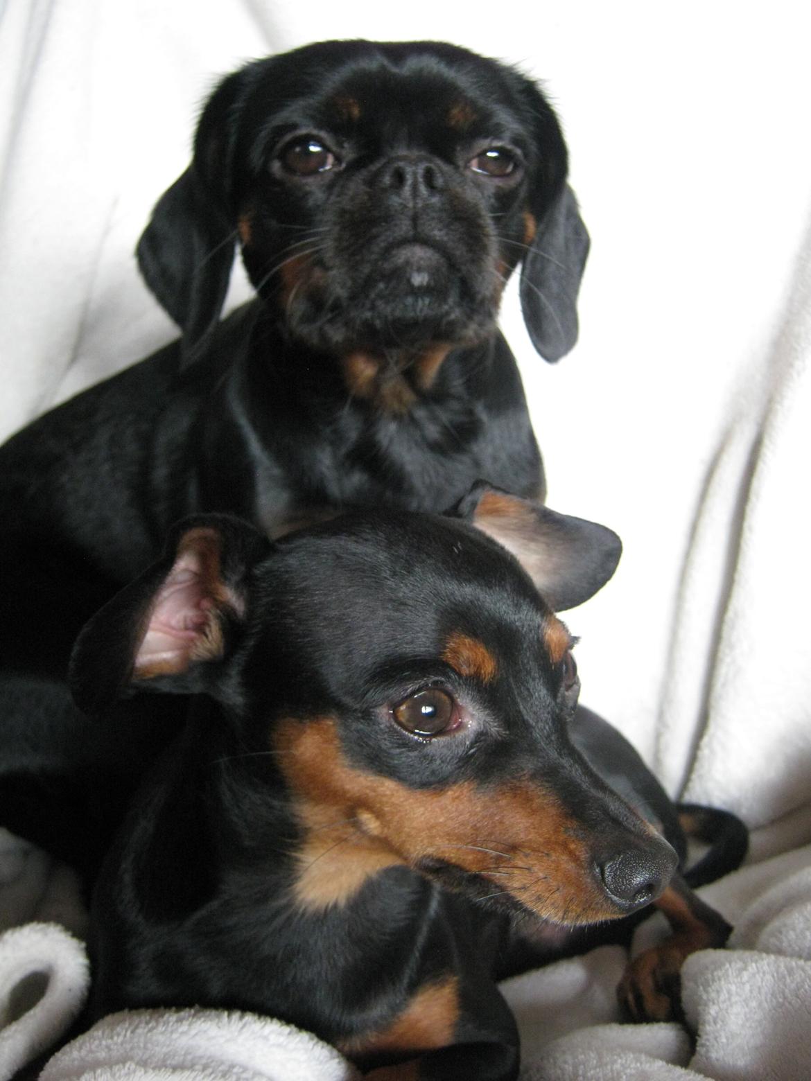 Prazsky krysarik Bølle billede 19