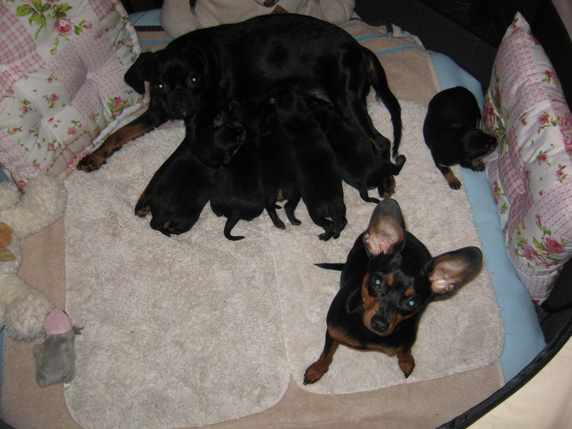 Prazsky krysarik Bølle billede 20