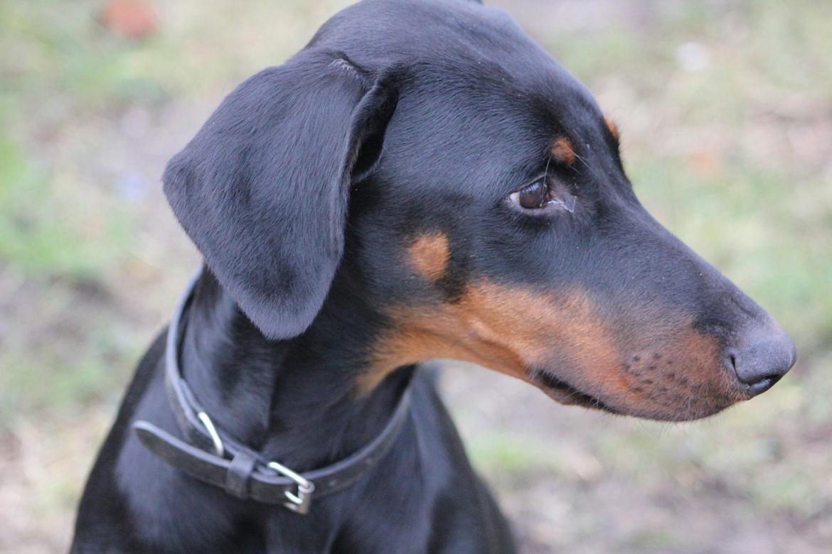 Dobermann Nala - Smukke Nala billede 1