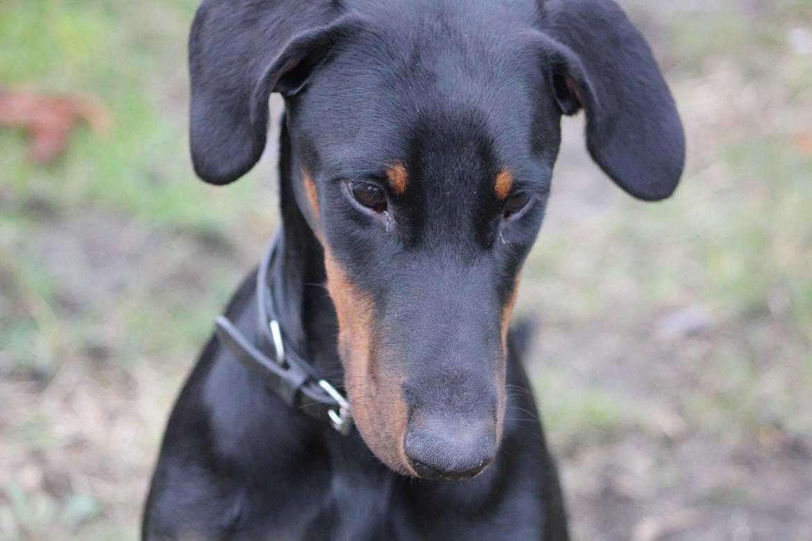 Dobermann Nala billede 2
