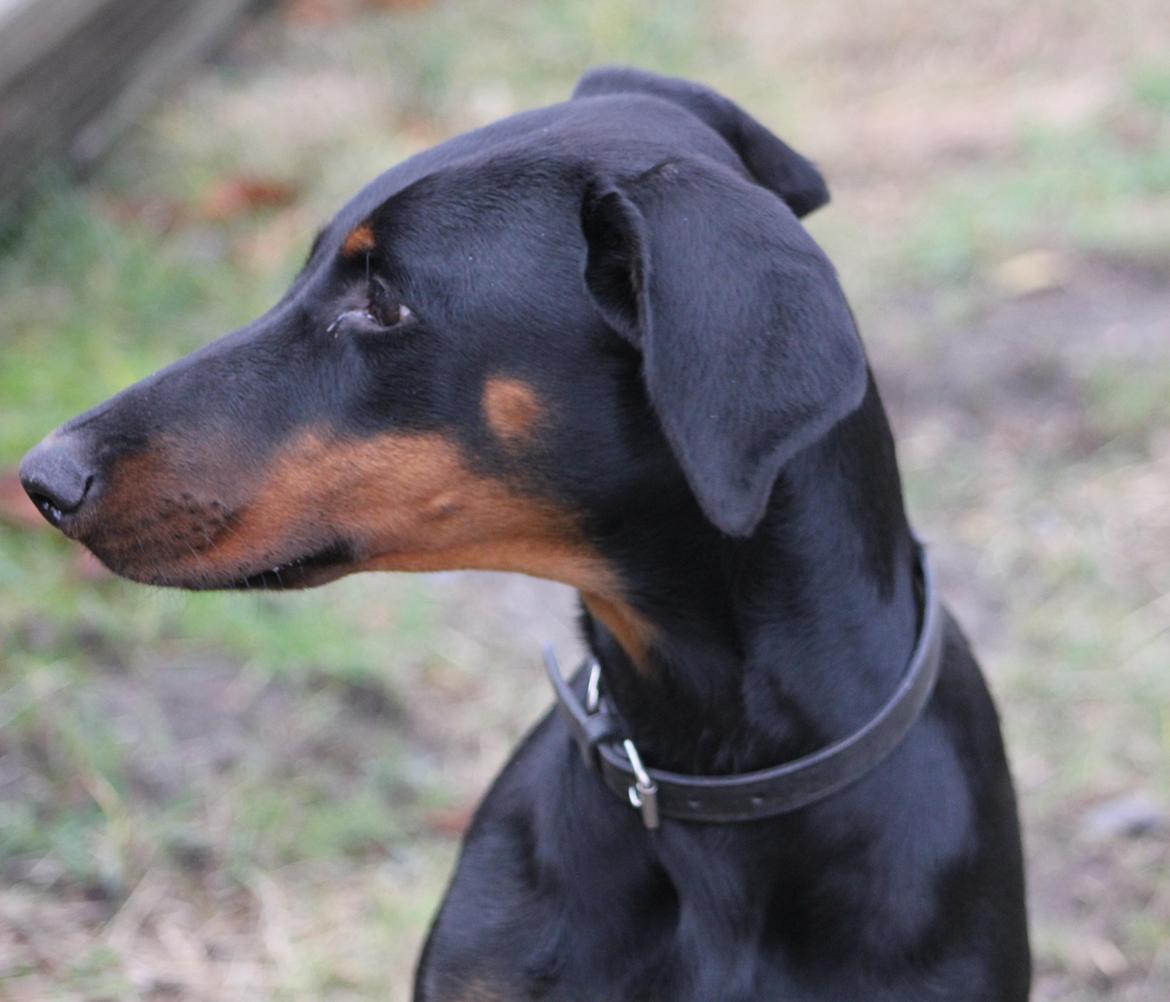 Dobermann Nala billede 3