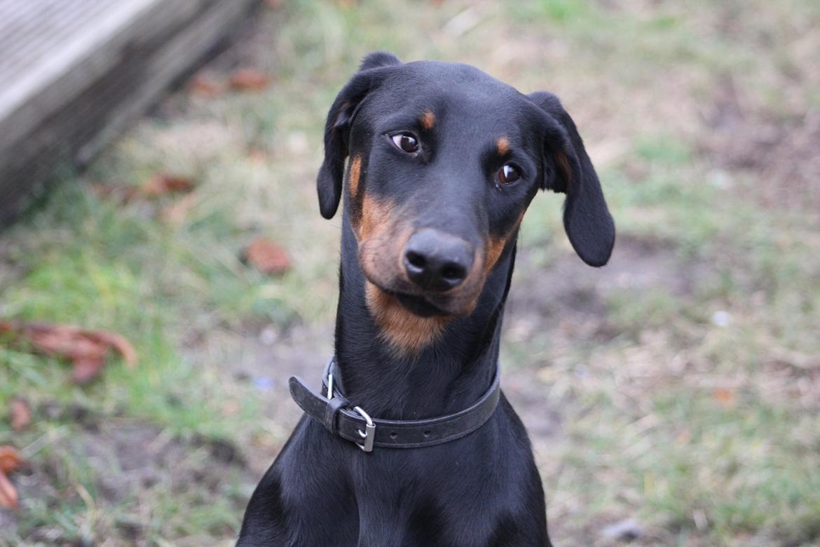 Dobermann Nala billede 4